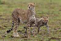 Cheetah Mom and Cub Shoot series